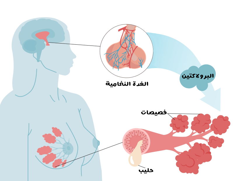 رسم توضيحي لآلية انتاج الحليب عند المرأة المُرضع والتي تبدأ من الغدة النخامية في الدماغ والتي تنتج البرولاكتين الذي يُحرض انتاج الحليب