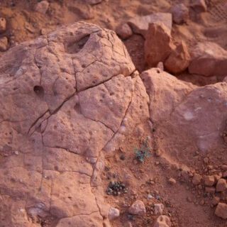 تربة رملية لونها خمري