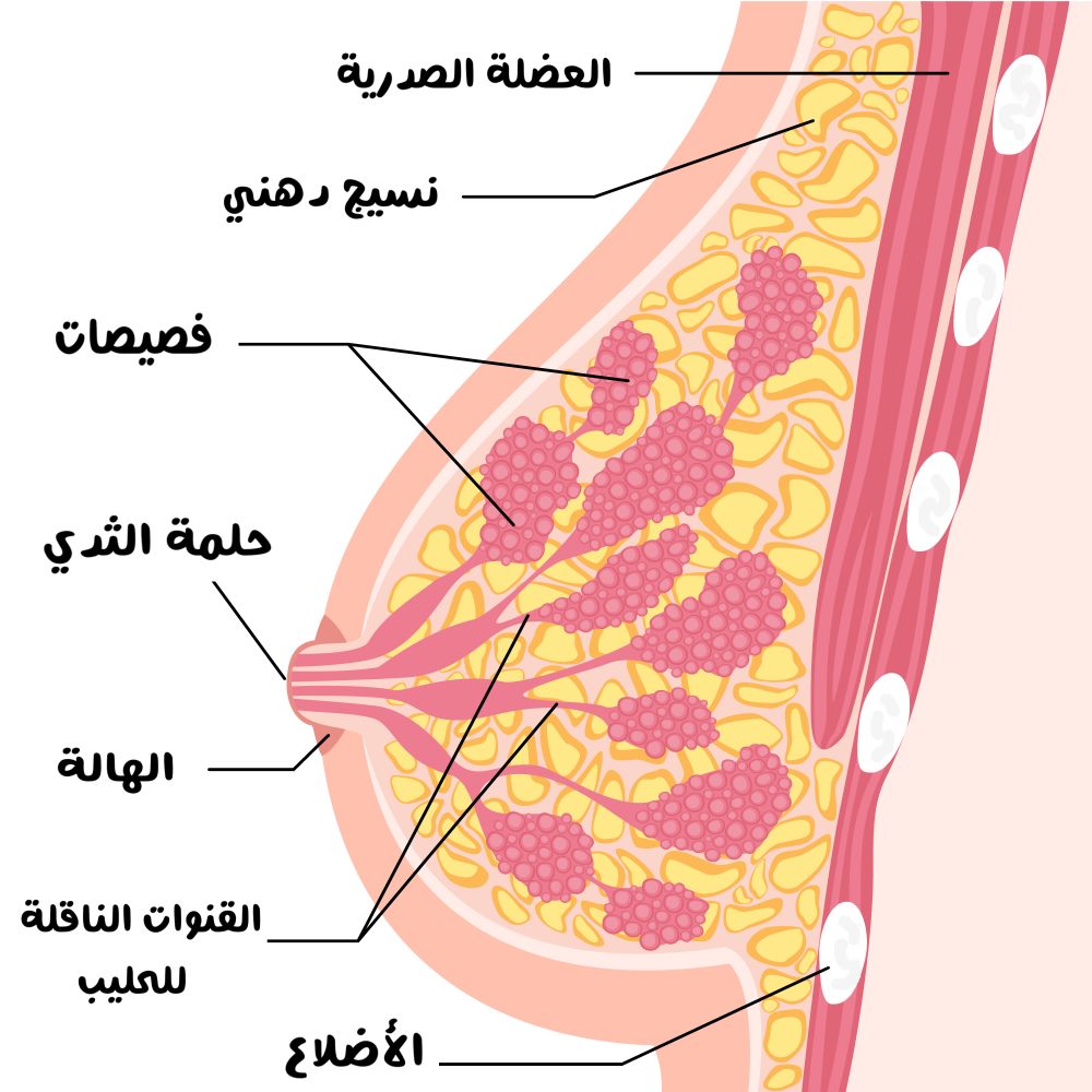 شكل تخطيطي للثدي عند أنثى الإنسان وتظهر أجزاء الثدي الأساسية مثل الفصيصات، حلمة الثدي، الهالة والقنوات الحليبية