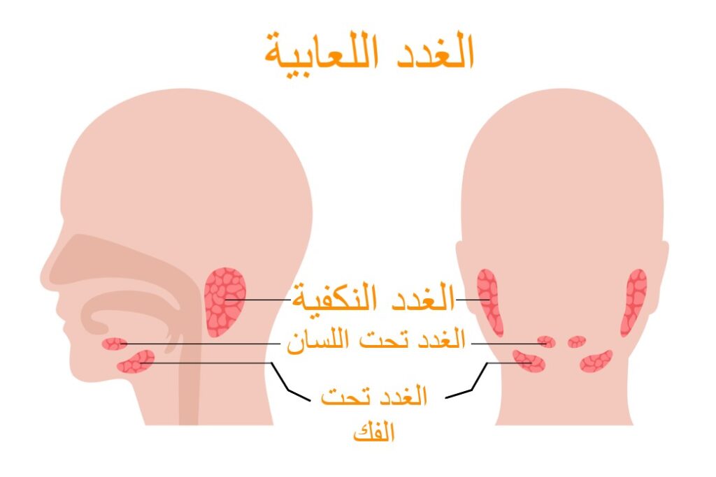 رسم توضيحي لأماكن توزّع الغدد اللعابية داخل الحفرة الفموية عند الإنسان