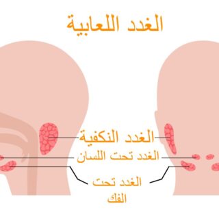 رسم توضيحي لأماكن توزّع الغدد اللعابية داخل الحفرة الفموية عند الإنسان