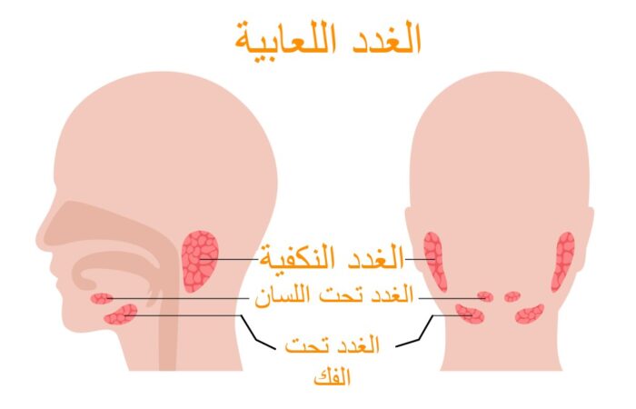 رسم توضيحي لأماكن توزّع الغدد اللعابية داخل الحفرة الفموية عند الإنسان