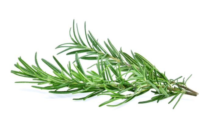 أوراق إكليل الجبل على خلفية بيضاء