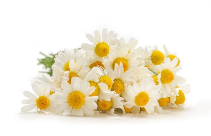 زهرة البابونج على خلفية بيضاء