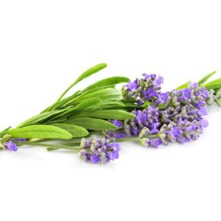 زهرة الخزامى على خلفية بيضاء