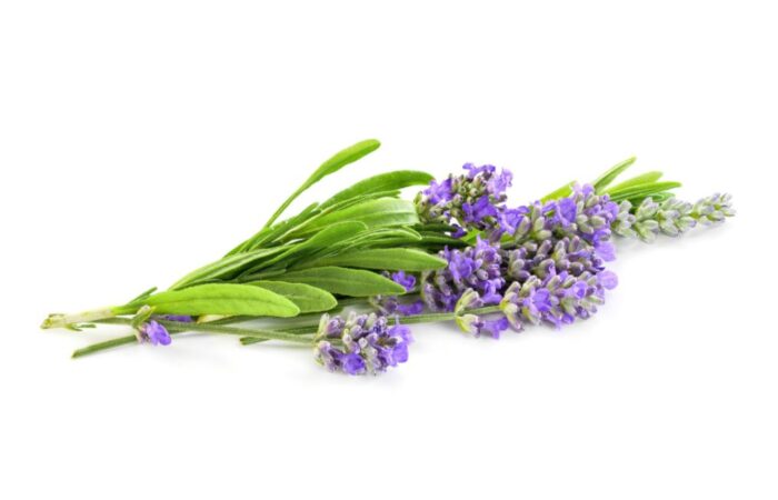 زهرة الخزامى على خلفية بيضاء