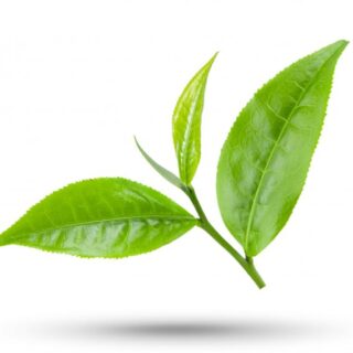 ورقات الشاي الأخضر على خلفية بيضاء