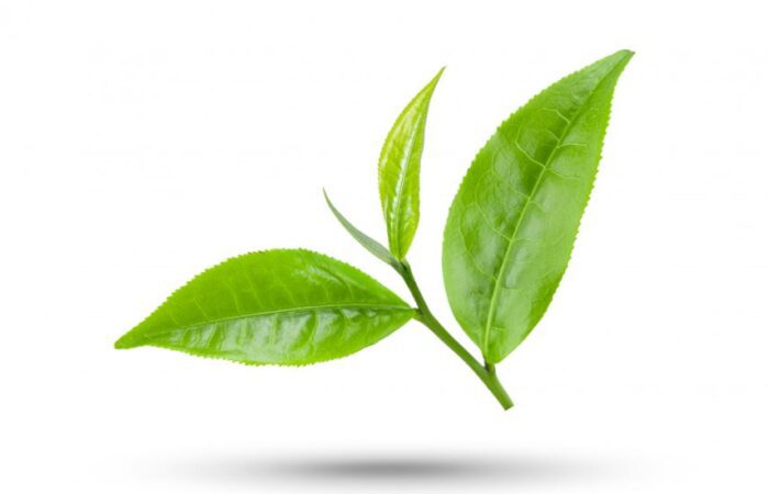 ورقات الشاي الأخضر على خلفية بيضاء