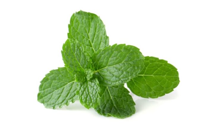 أوراق النعناع الأخضر على خلفية بيضاء