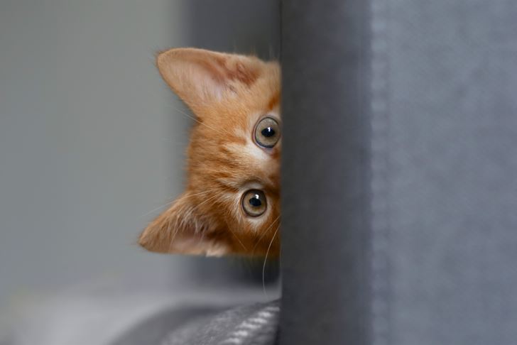 قطة بنية اللون تسترق النظر من خلف الباب الرمادي اللون