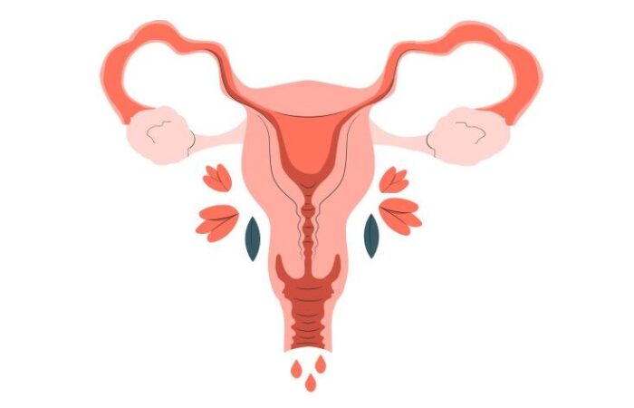 رسم توضيحي للجهاز التناسلي لدى المرأة باللون الزهري ويظهر المبيض والرحم وثلاث نقاط حمراء اسفل الرحم دلالة على غزارة الدورة الشهرية