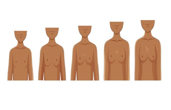 رسم توضيحي لمراحل تطور نمو الثدي عند الفتاة عند البلوغ