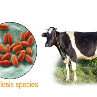 صورتين بجانب بعضهما البعض، الأولى لبقرة والثانية لجراثيم الحمة المالطية الحمراء اللون