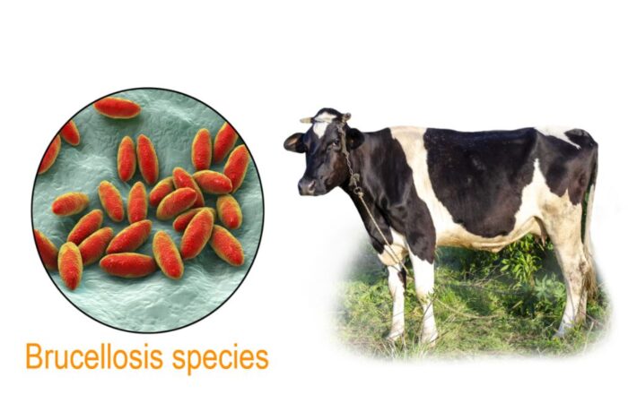 صورتين بجانب بعضهما البعض، الأولى لبقرة والثانية لجراثيم الحمة المالطية الحمراء اللون
