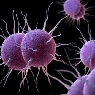 الجرثومة المسببة لمرض السيلان البني وتظهر على شكل كرات وردية اللون ويخرج منها ذيول طويلة متعددة