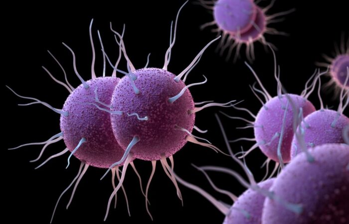 الجرثومة المسببة لمرض السيلان البني وتظهر على شكل كرات وردية اللون ويخرج منها ذيول طويلة متعددة