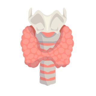 رسم تشريحي للغدة الدرقية حول الحنجرة لدى الإنسان