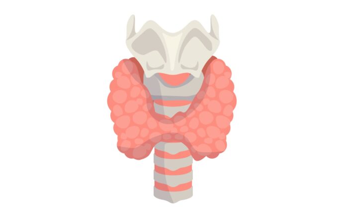 رسم تشريحي للغدة الدرقية حول الحنجرة لدى الإنسان