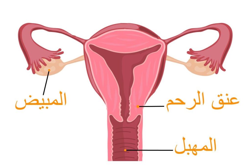 رسم تشريحي لرحم الأنثى عند الإنسان ويظهر في الرسم المبيضين و عنق الرحم وفتحة المهبل