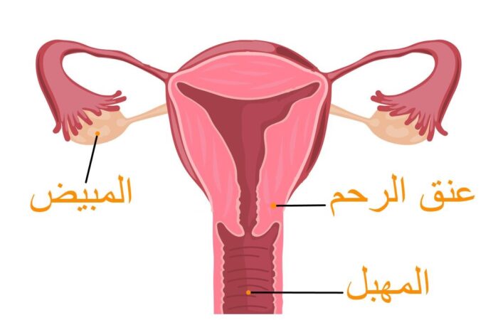 رسم تشريحي لرحم الأنثى عند الإنسان ويظهر في الرسم المبيضين و عنق الرحم وفتحة المهبل