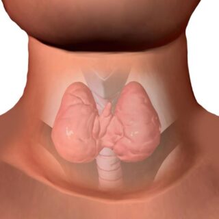 رسمة توضيحية للغدة الدرقية عند الإنسان وتوضعها في الرقبة حول الحنجرة