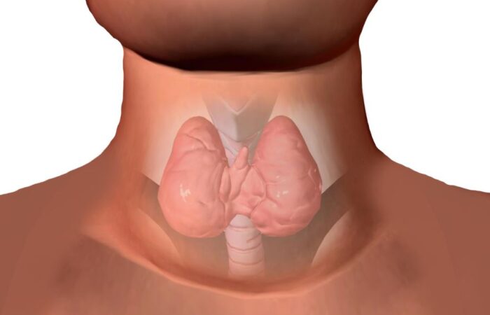 رسمة توضيحية للغدة الدرقية عند الإنسان وتوضعها في الرقبة حول الحنجرة