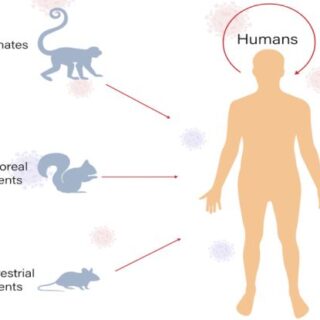 رسمة توضيحية لعملية انتقال الأمراض من الحيوانات للإنسان