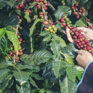 نبتة لها أوراق خضراء كثيرة وعلى احد الغصون يوجد عنقود من الكرات الحمراء الصغيرة ويمسك بها شخص