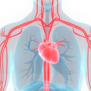 القلب وتوزع الشرايين في منطقة البطن واليدين