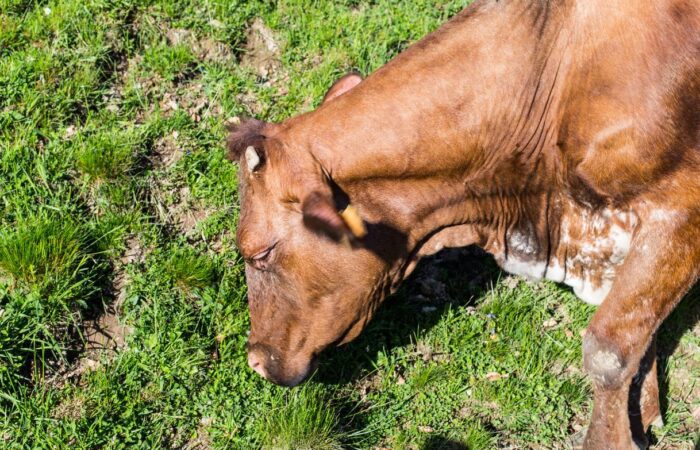 بقرة بنية اللون ترعى في الحقل