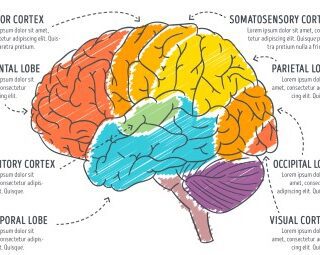رسمة توضيحية لأقسام الدماغ البشري