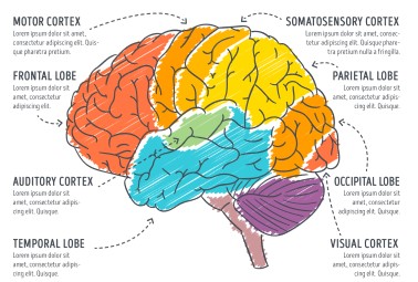 رسمة توضيحية لأقسام الدماغ