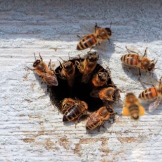 مجموعة من النحل على باب الخلية الدائري الشكل