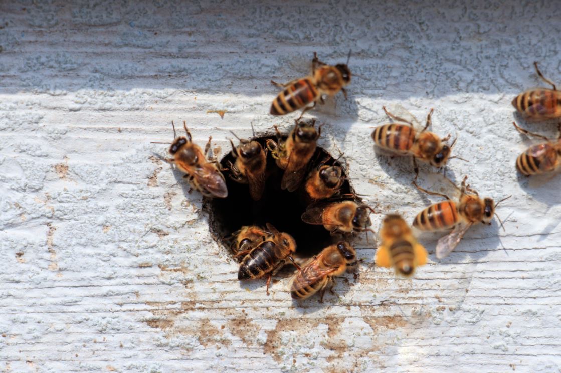 مجموعة من النحل على باب الخلية