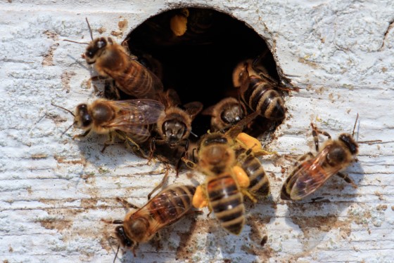 مجموعة من النحل على باب الخلية