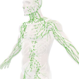 رسم توضيحي لجهاز المناعة عند الإنسان