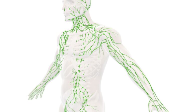 رسم توضيحي لجهاز المناعة عند الإنسان