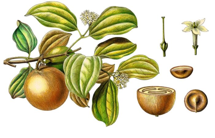 نبتة الجوز المقيئ على شكل كرات صفراء وعليها أوراق خضراء