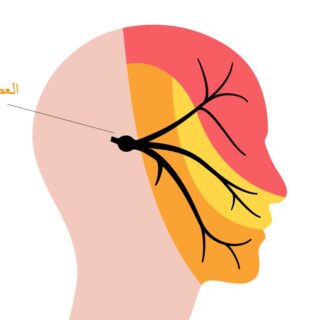 رسم توضيحي للعصب ثلاثي التوائم وهو مار بالوجه عند الإنسان