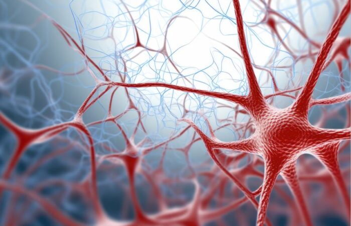 مجموعة من الخلايا النجمية المترابطة مع بعضها البعض