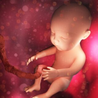 رسم توضيحي لجنين تتصل به المشيمة