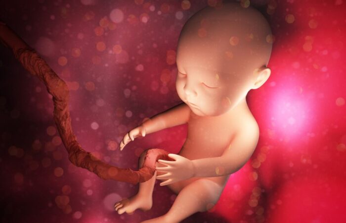 رسم توضيحي لجنين تتصل به المشيمة