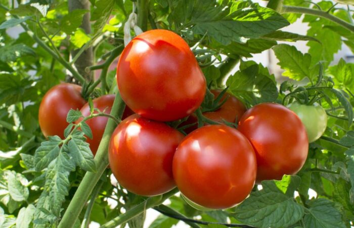 7 حبات من البندورة الحمراء موجودة على عنقود واحد على نبتة البندورة