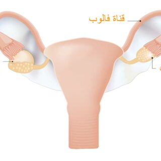 رسم توضيحي لكيسات المبيض الوظيفية
