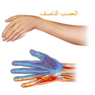 رسم توضيحي للعصب الناصف المار في اليد والمسبب لمتلازمة النفق الرسغي