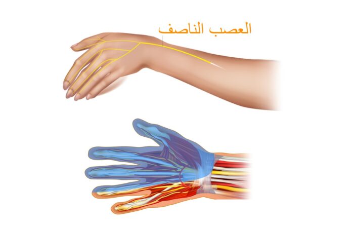 رسم توضيحي للعصب الناصف المار في اليد والمسبب لمتلازمة النفق الرسغي