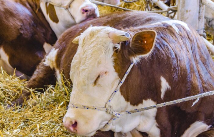 بقرة لونها بني وأبيض تجلس على الأرض وهي مغمضة العينين ويوجد حبل أبيض ملفوف حول رأسها