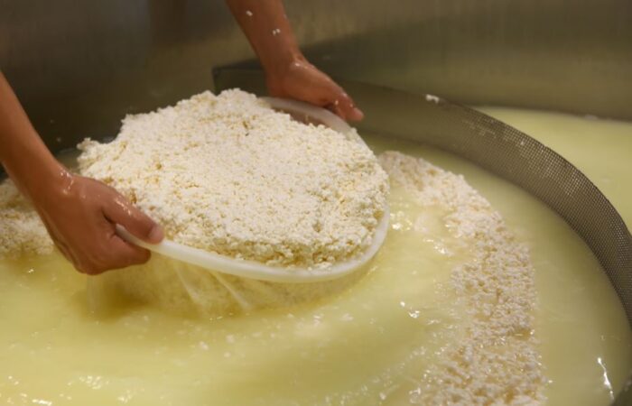 جبنة مفصولة عن المياه في قدر كبير يحمله شخص