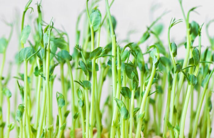 نباتات خضراء طويلة حديثة النمو