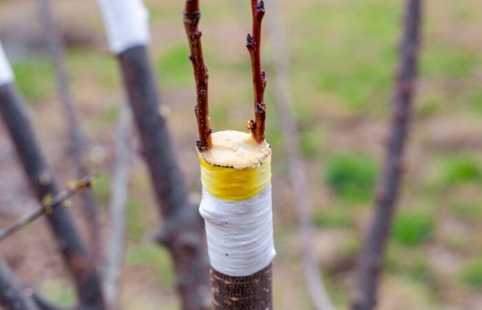 غصن شجرة ملفوف بقطعة بيضاء ويخرج منه غصنين صغيرين ملتحمان به